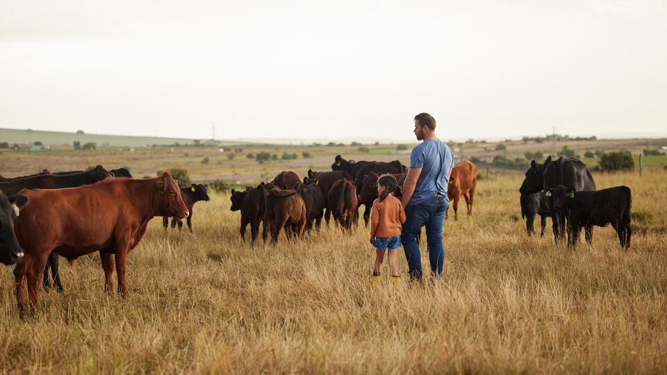 Man and child standing in a grassy field surrounded by grazing cattle.