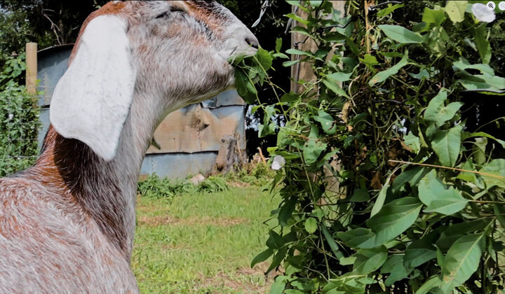 Goat grazing on trees and shrubs to aid in pruning cycles